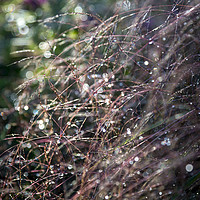 Buy canvas prints of Sparkly summer grasses by Andrew Kearton
