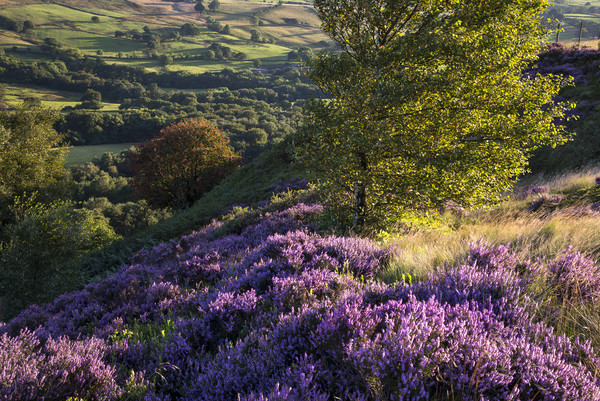 Vibrant summer colours in the landscape Picture Board by Andrew Kearton