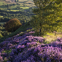 Buy canvas prints of Vibrant summer colours in the landscape by Andrew Kearton