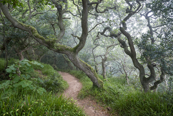 Mysterious Oak woodland Picture Board by Andrew Kearton