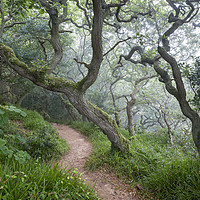 Buy canvas prints of Mysterious Oak woodland by Andrew Kearton