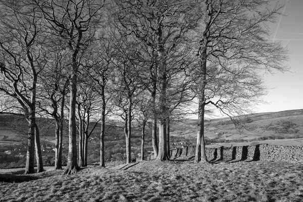 Twenty trees, Hayfield, Derbyshire Picture Board by Andrew Kearton