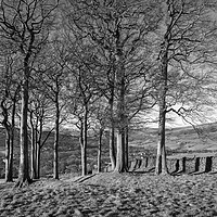 Buy canvas prints of Twenty trees, Hayfield, Derbyshire by Andrew Kearton