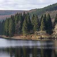 Buy canvas prints of Forest trees beside Derwent reservoir, Derbyshire by Andrew Kearton