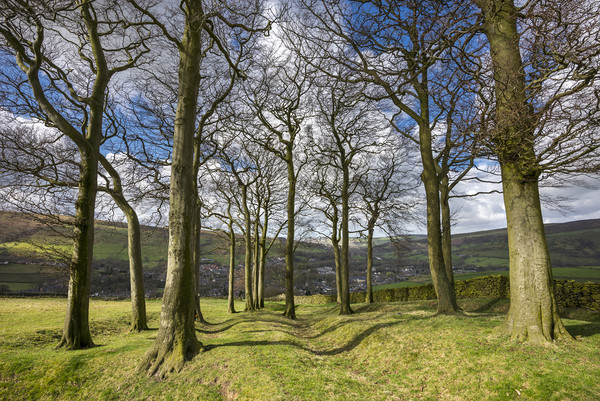 Twenty trees, Hayfield, Derbyshire Picture Board by Andrew Kearton