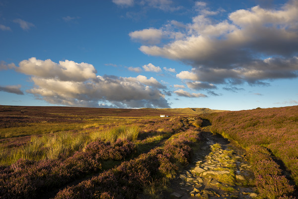 Heather blooming on moors above Hayfield Picture Board by Andrew Kearton