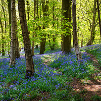 Buy canvas prints of Bluebells at Etherow country park, Stockport by Andrew Kearton