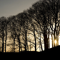 Buy canvas prints of Sun between the trees by Andrew Kearton