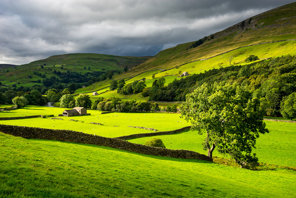 Green fields in Swaledale, North Yorkshire Picture Board by Andrew Kearton