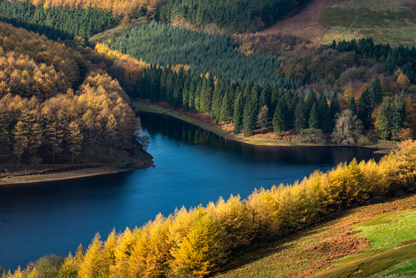 Vivid autumn colour at Derwent reservoir Picture Board by Andrew Kearton