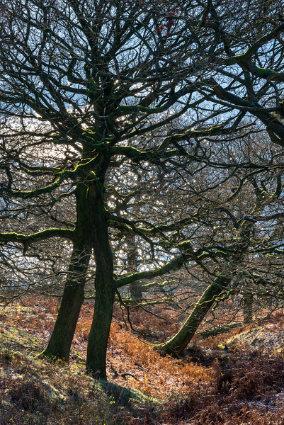 Oak trees on a frosty morning Picture Board by Andrew Kearton