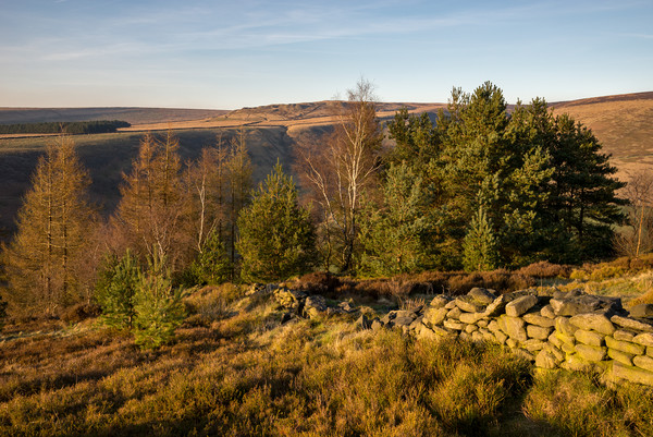 Warm sunlight at Shire Hill, Glossop, Derbyshire Picture Board by Andrew Kearton