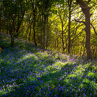 Buy canvas prints of Sunbeams in a bluebell wood by Andrew Kearton