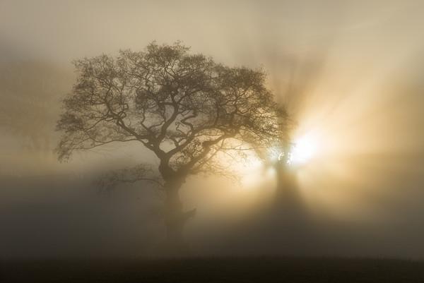 Oak trees on a foggy winter morning Picture Board by Andrew Kearton