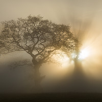 Buy canvas prints of Oak trees on a foggy winter morning by Andrew Kearton