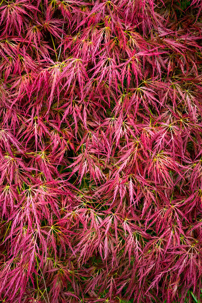 Red leaved Japanese Maple Picture Board by Andrew Kearton