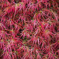 Buy canvas prints of Red leaved Japanese Maple by Andrew Kearton