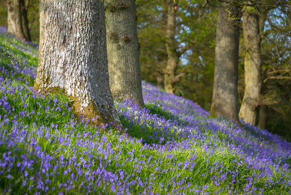 Bluebells flowering beneath Old Oak trees Picture Board by Andrew Kearton