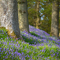 Buy canvas prints of Bluebells flowering beneath Old Oak trees by Andrew Kearton