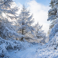 Buy canvas prints of Path through snowy forest by Andrew Kearton