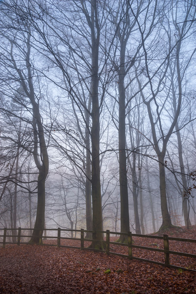 Beech trees in the mist Picture Board by Andrew Kearton