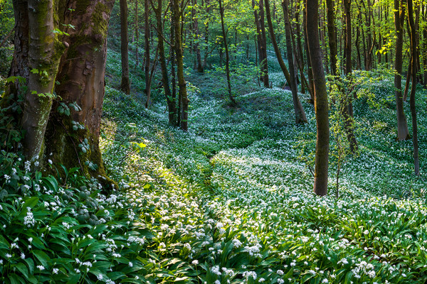 Woodland full of white wild garlic flowers Picture Board by Andrew Kearton
