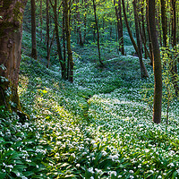 Buy canvas prints of Woodland full of white wild garlic flowers by Andrew Kearton