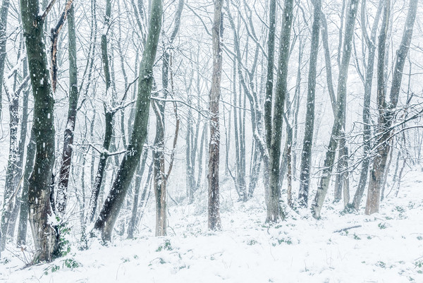 In the snowy woods Picture Board by Andrew Kearton