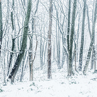Buy canvas prints of In the snowy woods by Andrew Kearton