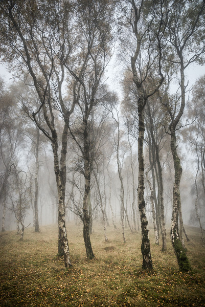 Silver Birch trees in misty autumn woodland Picture Board by Andrew Kearton