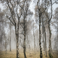 Buy canvas prints of Silver Birch trees in misty autumn woodland by Andrew Kearton