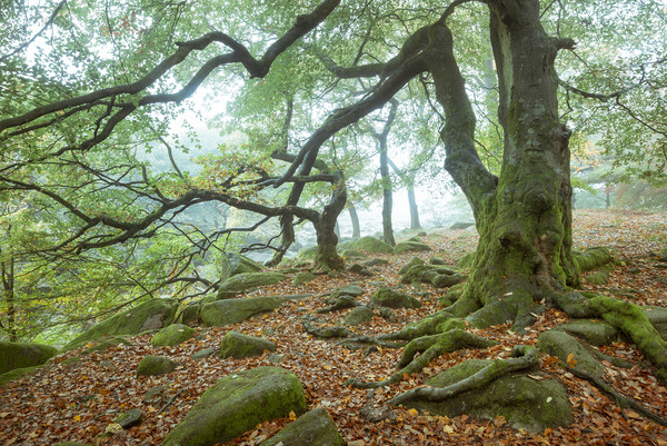 Beech tree in autumn mist Picture Board by Andrew Kearton
