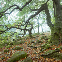 Buy canvas prints of Beech tree in autumn mist by Andrew Kearton