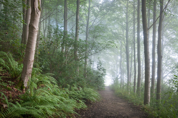 Misty forest in the Peak District Picture Board by Andrew Kearton