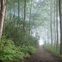 Buy canvas prints of Misty forest in the Peak District by Andrew Kearton