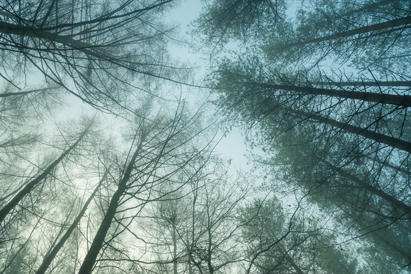 Forest trees on a misty morning Picture Board by Andrew Kearton