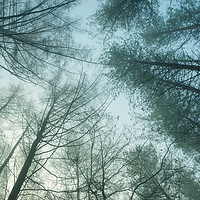 Buy canvas prints of Forest trees on a misty morning by Andrew Kearton