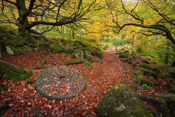 Millstone at Padley Gorge, Peak District, England Picture Board by Andrew Kearton