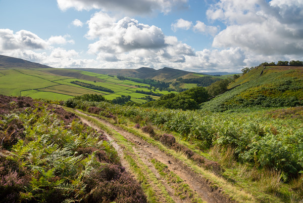 Path in the hills near Hayfield, Derbyshire Picture Board by Andrew Kearton