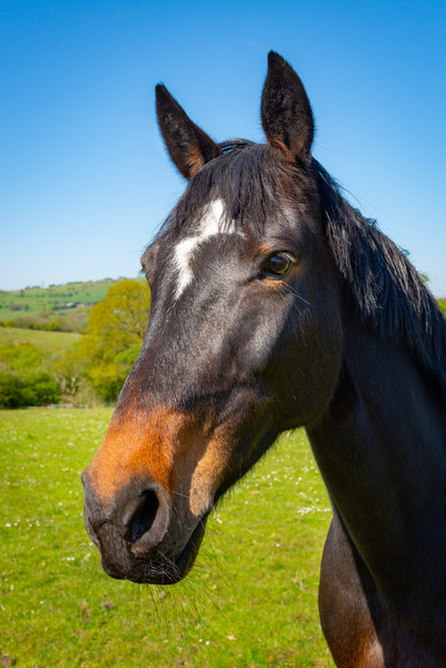 Bay horse in spring sunshine Picture Board by Andrew Kearton
