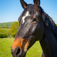 Buy canvas prints of Bay horse in spring sunshine by Andrew Kearton