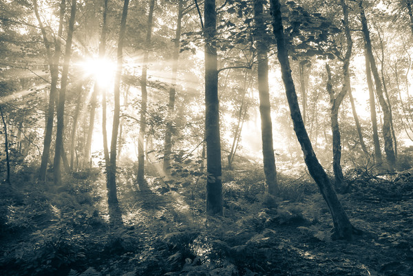 Sunbeams in a misty English woodland Picture Board by Andrew Kearton