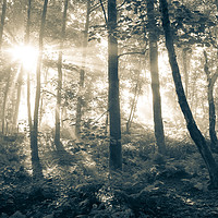 Buy canvas prints of Sunbeams in a misty English woodland by Andrew Kearton