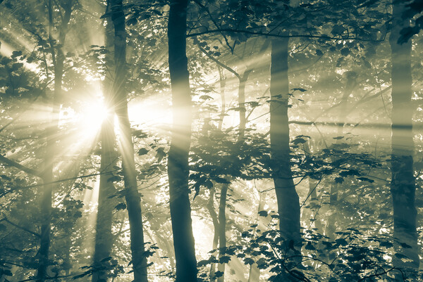 Sunbeams in a misty woodland Picture Board by Andrew Kearton