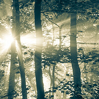 Buy canvas prints of Sunbeams in a misty woodland by Andrew Kearton
