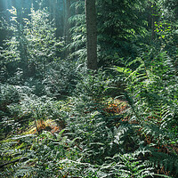 Buy canvas prints of Morning sunlight in the green forest by Andrew Kearton