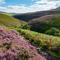 Buy canvas prints of Heather moorland in the Peak District by Andrew Kearton