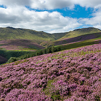 Buy canvas prints of Heather moorland below Kinder Scout by Andrew Kearton