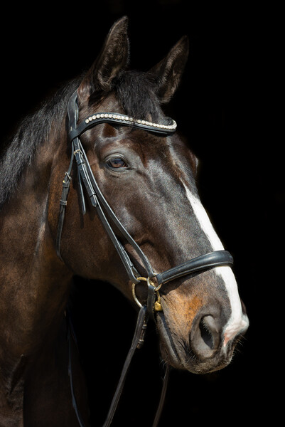 Beautiful dark bay horse Picture Board by Andrew Kearton