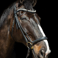 Buy canvas prints of Beautiful dark bay horse by Andrew Kearton